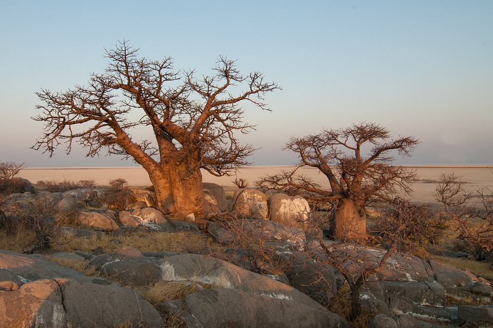 Rejser til Botswana