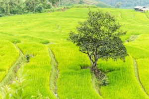 Rejser til Chiang Mai