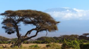 Rejser til Kilimanjaro