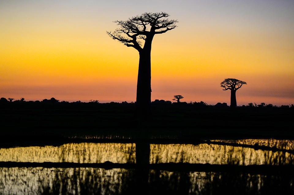 Rejser til Madagaskar