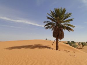 Rejser til Mauretanien