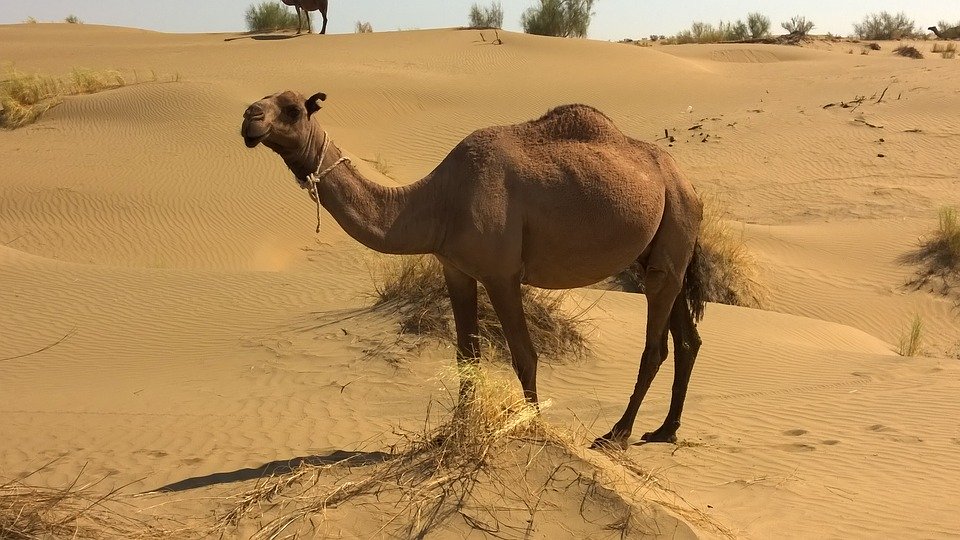 Rejser til Turkmenistan