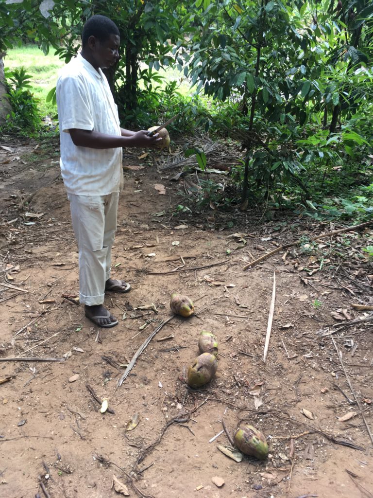 hugge kokosnødder ud